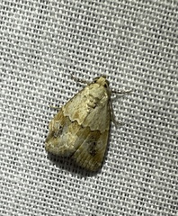Maliattha amorpha