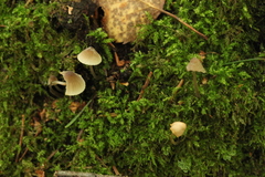 Mycena viridimarginata