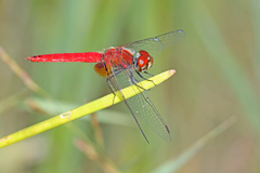 Aethriamanta nymphaeae