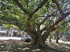 Ficus natalensis