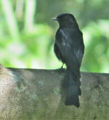 Melaenornis pammelaina ater