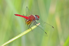 Aethriamanta nymphaeae