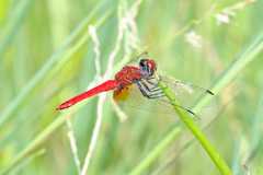 Aethriamanta nymphaeae