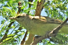 Phylloscopus trochilus trochilus