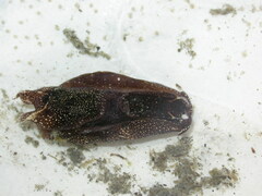 Aglaja ocelligera