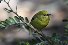 Chlorodrepanis virens wilsoni