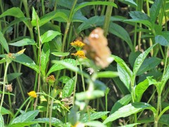 Junonia natalica natalica