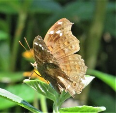 Junonia natalica natalica
