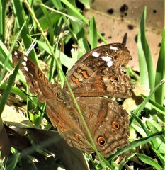 Junonia natalica natalica