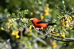 Drepanis coccinea