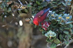 Himatione sanguinea