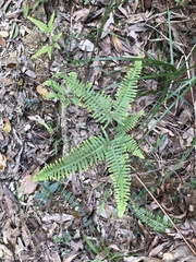 Dicranopteris pedata