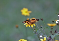 Eresia phillyra phillyra