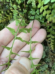 Asplenium × kentuckiense