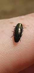 Diphucrania