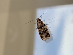 Barea exarcha
