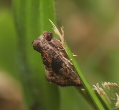 Elusa