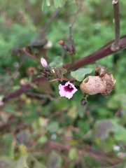 Ipomoea × leucantha