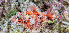 Scorpaenidae