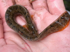 Pholis ornata