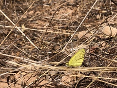 Eurema smilax