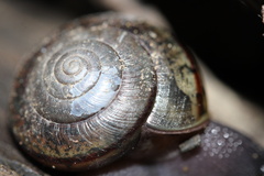 Helminthoglypta traskii