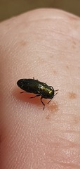 Diphucrania