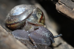 Helminthoglypta traskii