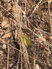 Eurema smilax