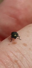 Diphucrania