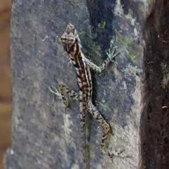Anolis polylepis