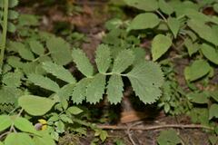 Packera sanguisorbae