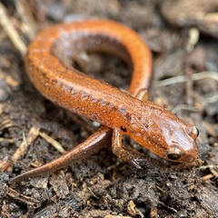 Plethodon websteri