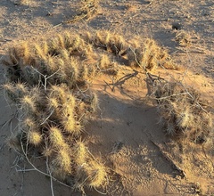 Grusonia kunzei