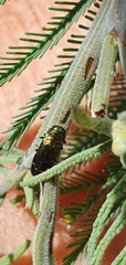 Diphucrania