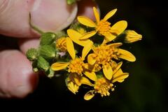 Packera sanguisorbae