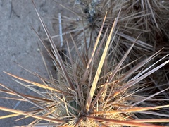 Grusonia kunzei