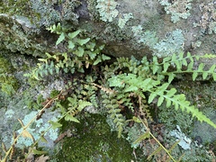 Asplenium × kentuckiense