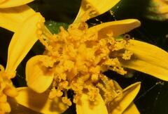 Packera sanguisorbae