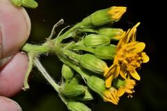 Packera sanguisorbae