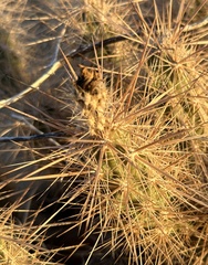 Grusonia kunzei