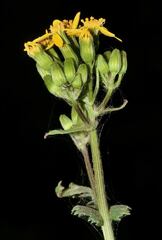 Packera sanguisorbae