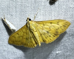 Patania balteata