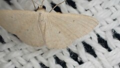 Scopula optivata