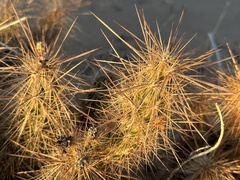 Grusonia kunzei