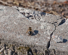 Eristalis tenax