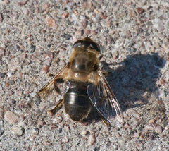 Eristalis tenax
