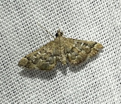 Nacoleia rhoeoalis