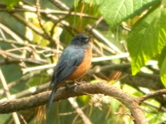 Diglossa baritula
