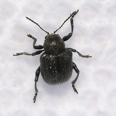 Bromius obscurus